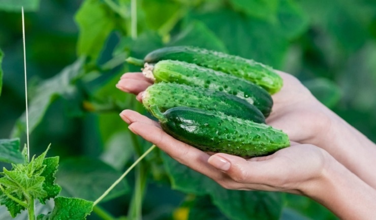 Чим підживити огірки щоб отримати гарний урожай?