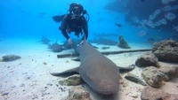 Рівнянин зустрів 3-метрову акулу в Індійському океані (ВІДЕО)