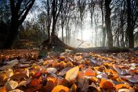 Що потрібно викинути з дому 26 листопада, щоб позбутися безгрошів'я: народні прикмети