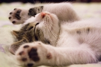 1 березня -  День котів: вітання та листівки до свята (ФОТО)