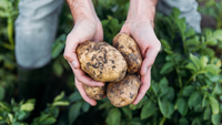 В Україні з'явилася картопля, що дає нечуваний врожай