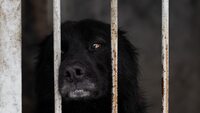 60 собак без лап, носів та очей викинули під Астраханню з автомобіля дружини ексдепутата (ФОТО)