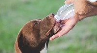Чому собака п'є багато води та чи потрібно бити на сполох