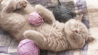 Вчені пояснили, чому коти так багато сплять