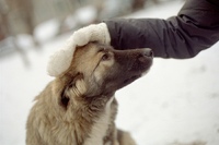 Безжально отруїли чотирьох собак: на території комунального закладу на Рівненщині вбили тварин