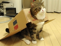 Домашній кіт може принести рівнянам подарунок
