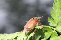 Чи є від хрущів користь і чому вони активізуються раз на чотири роки