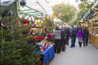 Почався продаж новорічних ялинок: яка ціна за дерево, висотою 1 м