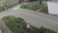 Крадійку тюльпанів «засікли» у Рівному (ВІДЕО)