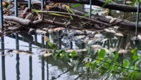 Птахи і риба масово загинули у столичних ставках