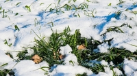 Які квіти варто посіяти у грудні по снігу (ФОТО)