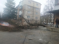 На Степана Бандери у Рівному — повалене дерево (ФОТО)