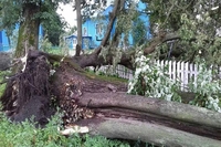 Стихія повалила дерево та пошкодила могили біля церкви (ФОТО)

