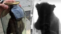 Консервація з кошеняти: поліція розшукала молодика, який для «хайпу» закрив тварину у банці (ФОТО/ВІДЕО)