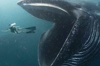 Не на його смак: гігантський кит виплюнув жінку разом із човном (ВІДЕО) 