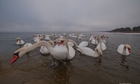 ТСН показала як зимує 100-ня лебедів за 55 хв. від м. Рівне (ФОТО/ВІДЕО)