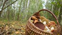 Карпатський «безсоромний» гриб-рекордсмен, який росте швидше за бамбук (ФОТО)