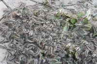 Апокаліпсис  влаштовують гусениці на Рівненщині (ФОТО/ВІДЕО)