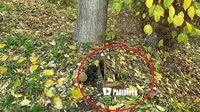 На Шухевича у Рівному – «кіпіш»: під деревом знайшли страшний металевий ящик (ОНОВЛЕНО)
