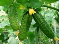 10 секретів для гарного урожаю огірків