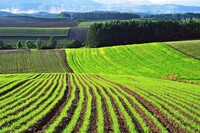 Що приніс рівненським фермерам ринок землі? Тимошенко відповів