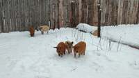 Схожі на баранів: на Чернігівщині показали рідкісних свиней (ФОТО)