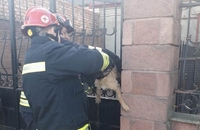Пес у металевому полоні: на допомогу приїжджали рівненські рятувальники (ФОТО)