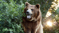 На рівненському Поліссі ведмеді не живуть: Звідки ж бурий звір міг потрапити сюди