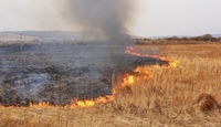 На Рівненщині через пожежі пошкоджено понад два гектари землі