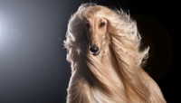 Небагаті на розум: вчені назвали найдурніші породи собак у світі