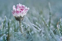 Що 8 квітня клали під подушку, щоб суглоби не боліли: народні прикмети