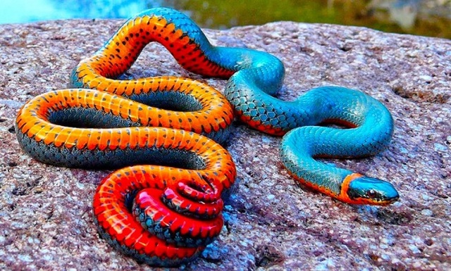 Фото ілюстративне. Просто гарна змія :)