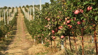 Як врятувати яблуні від холоду? Допоможе всього одна процедура