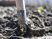 В Україні – на кожному городі, а в Парижі треба шукати в бутиках