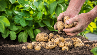 Колорадського жука більше НЕ буде: чим підгодувати картоплю під час цвітіння? 