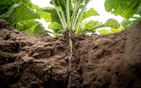 Якщо врожай не тішить: 3 ефективних методи повернути ґрунту родючість