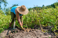 Коли копати картоплю, щоб вона не згнила до весни: дати за місячним календарем