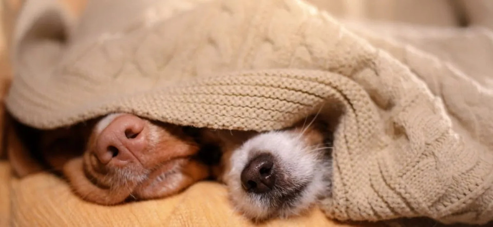 Фото ілюстративне, з відкритих джерел