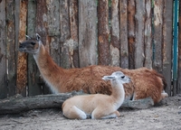 У Рівненському зоопарку – знову поповнення (ФОТО)
