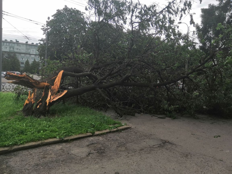Дерева повалені по всьому місту. Фото Lidiya Gatsko