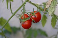 Три підживлення, від яких помідори «шаленіють»: урожай будете збирати відрами