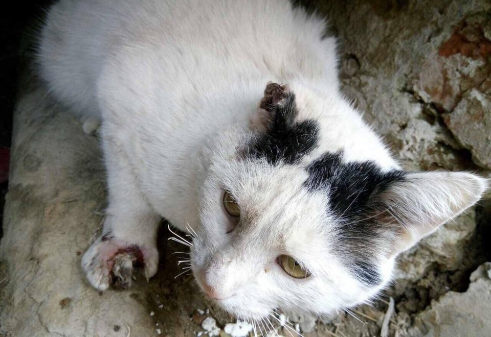 Начебто "підпалений" кіт людей до себе не підпускав, але спокійно їв їжу, яку йому вони давали до його сховку під бетонною плитою