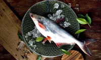 Морепродукти, які нашкодять: ТОП-10 видів «небезпечної риби» (ФОТО)