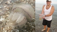Гігантські медузи заполонили Азовське море: відпочивальники скаржаться на укуси (ВІДЕО)