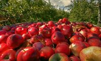 Дешевих яблук не буде: яку ціну прогнозують цього року