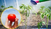 Так роблять майже всі: яка помилка  може позбавити дачника всього врожаю томатів? 
