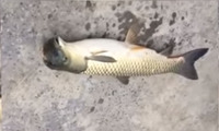 Китаєць виловив рибу з головою, як у птаха (ВІДЕО)

