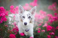 Можуть викликати зупинку серця і дихання: 5 небезпечних квітів для собак