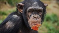 Голлівудська історія у Харкові: Шимпанзе втекла з зоопарку і погодилася вернутися лише, коли змерзла і їй дали куртку (ВІДЕО)