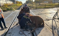 На Рівненщині через коня довелося перекрити рух залізничного транспорту (ФОТО)